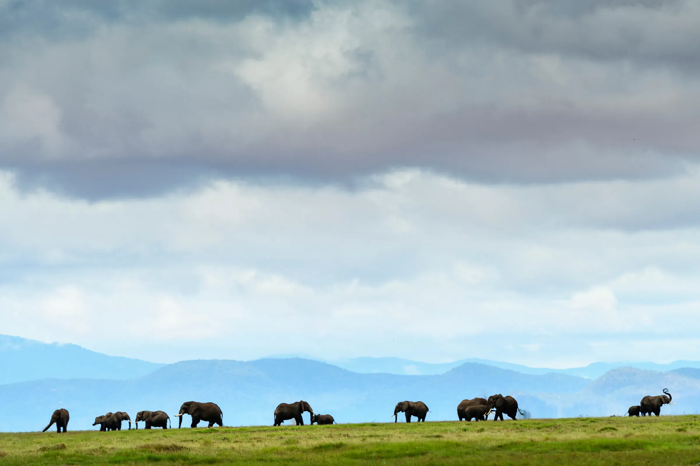 Elephants in Amboseli