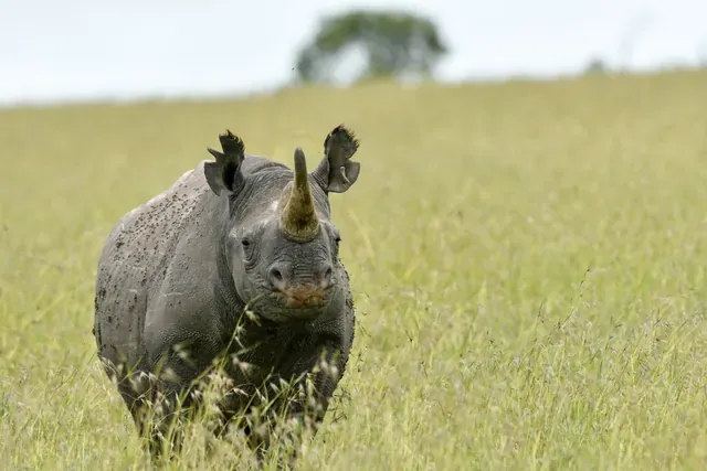 Rhino on the savanna