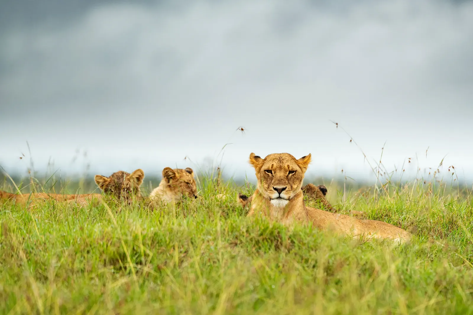 Lioness with cubs