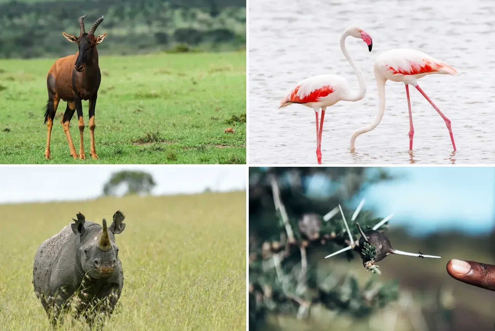 Four images from the Instagram feed